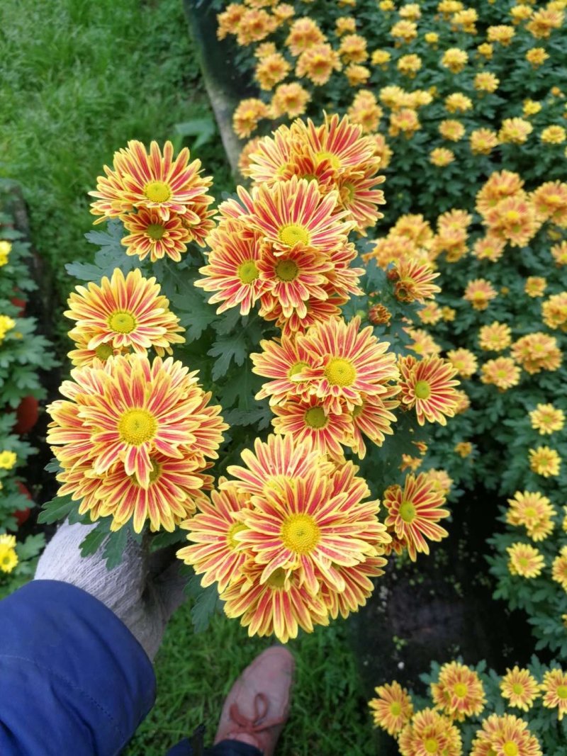 香水百合，亚百花期长香味芬芳规格齐全价格合理发货及时