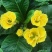 香水百合，亚百花期长香味芬芳规格齐全价格合理发货及时