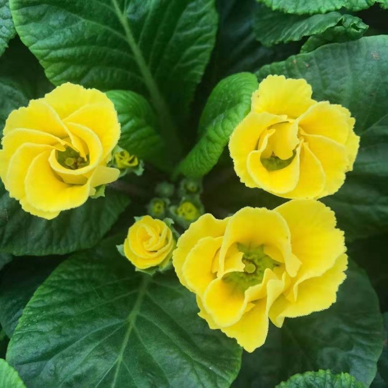 香水百合，亚百花期长香味芬芳规格齐全价格合理发货及时