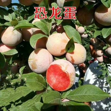恐龙蛋李子苗苗圃现挖现发包纯正免费指导技术