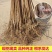 恐龙蛋李子苗苗圃现挖现发包纯正免费指导技术