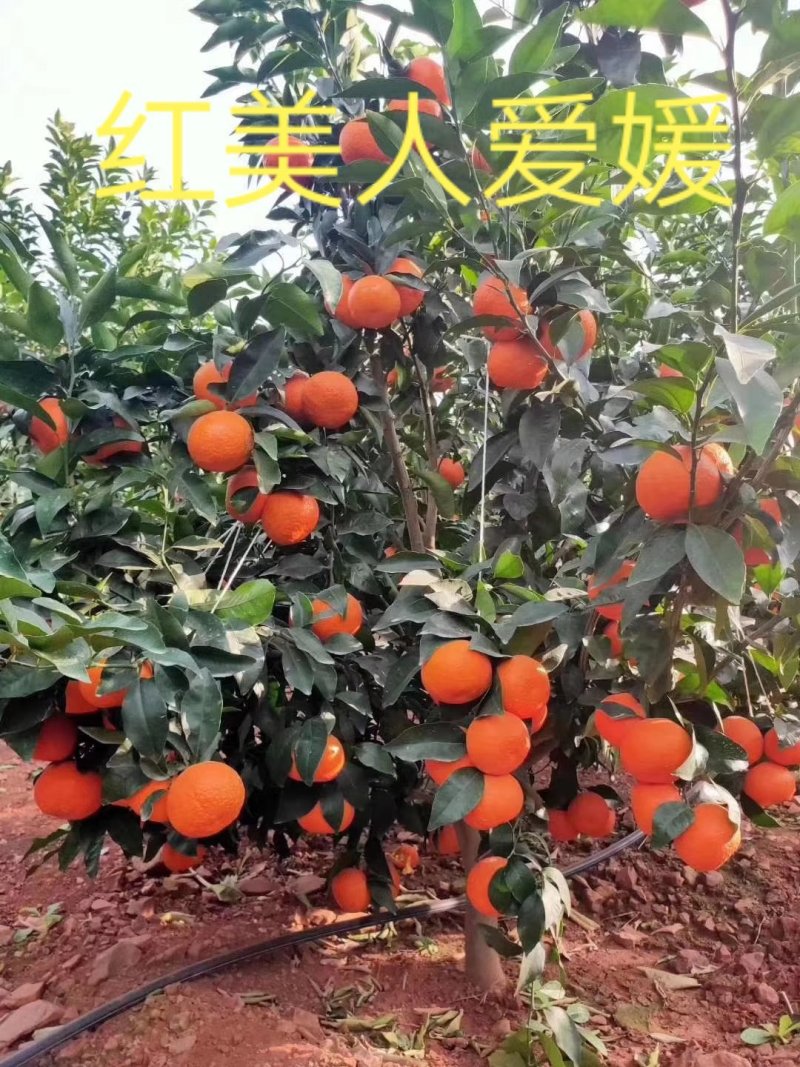 柑桔苗【红美人爱媛38，46，28】黄美人，阿蜜达均有售