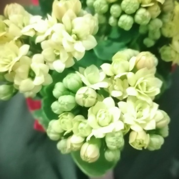 长寿花重瓣各种颜色。宫灯长寿花红色