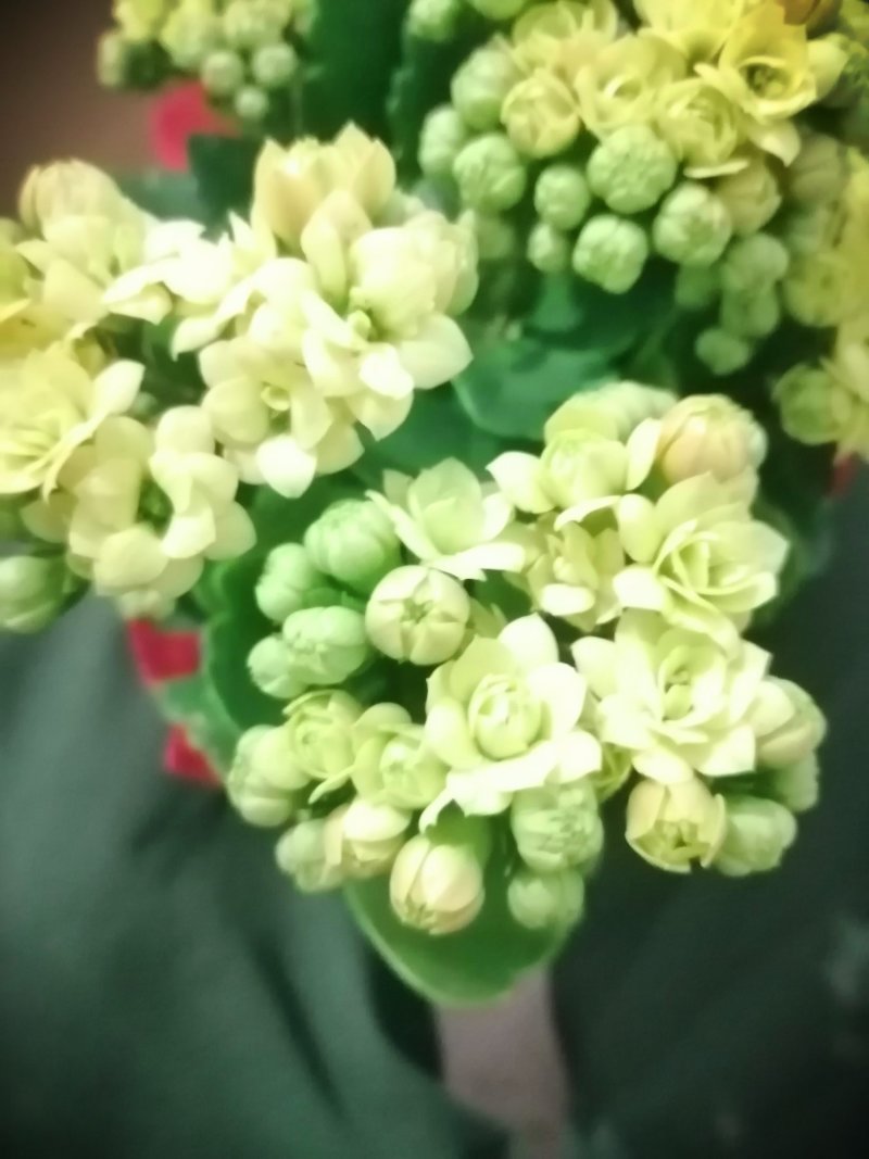 长寿花重瓣各种颜色。宫灯长寿花红色