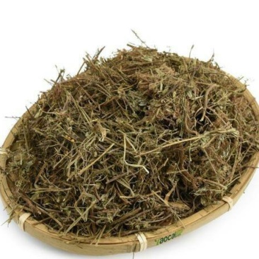 珍珠草，常年批发供应冷背中药材珍珠草