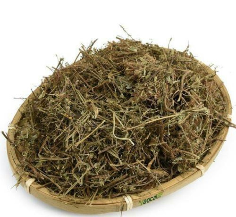 珍珠草，常年批发供应冷背中药材珍珠草