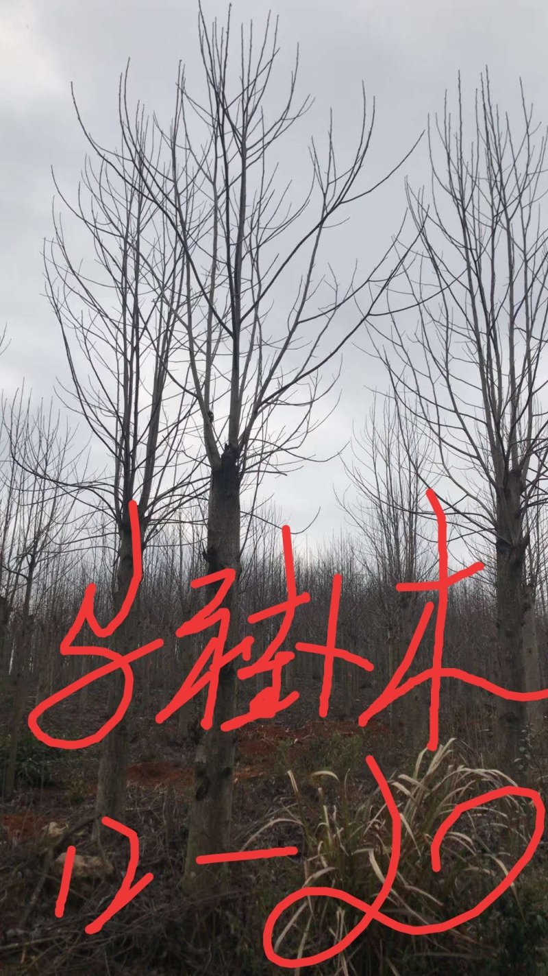 马褂木鹅掌楸秋枫重阳木清风园林常年供应各种规格的苗木