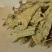 火炭母，常年批发供应冷背中药材火炭母