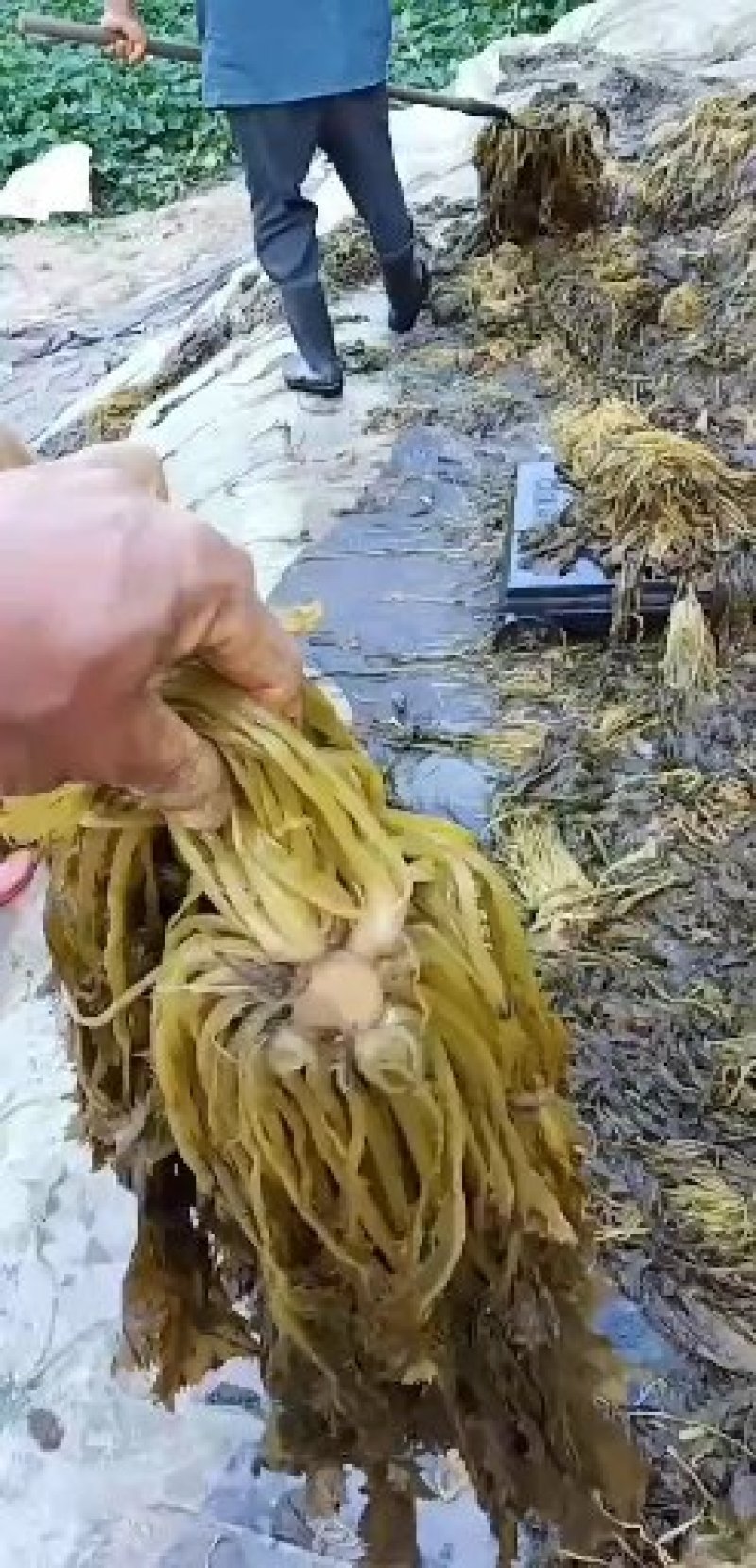 酱菜