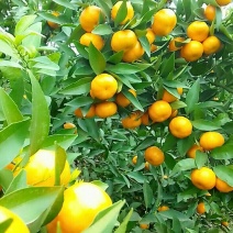 马水枯