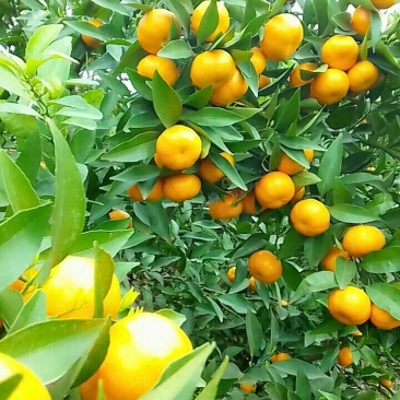 马水枯