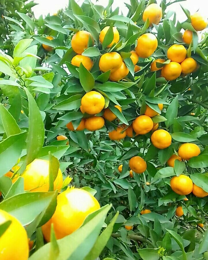 马水枯