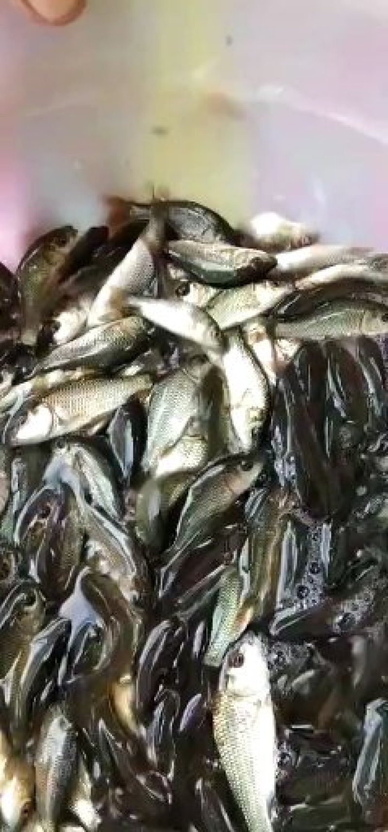乌鱼苗，大量供应，抗病毒生长快，贵州云南送货上门