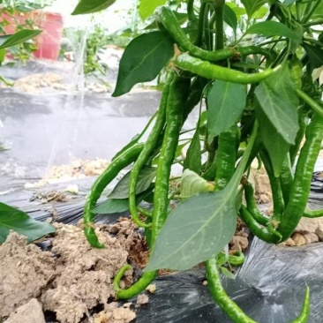 江西宁都绿缘蔬菜种植专业基地