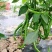 江西宁都绿缘蔬菜种植专业基地