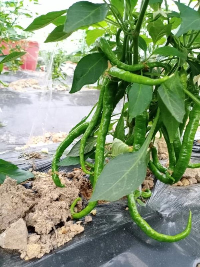 江西宁都绿缘蔬菜种植专业基地