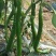 江西宁都绿缘蔬菜种植专业基地