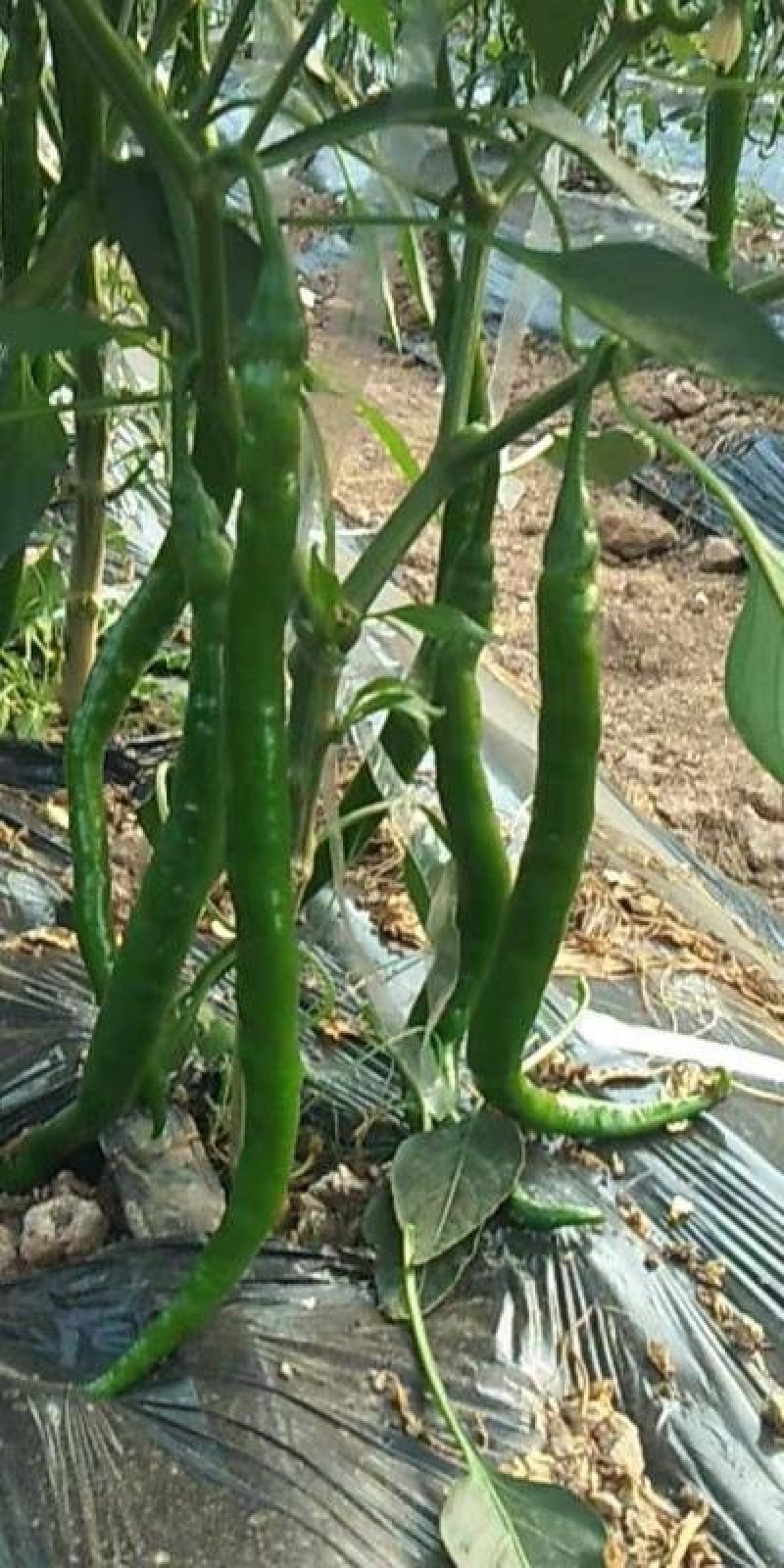 江西宁都绿缘蔬菜种植专业基地