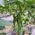 江西宁都绿缘蔬菜种植专业基地