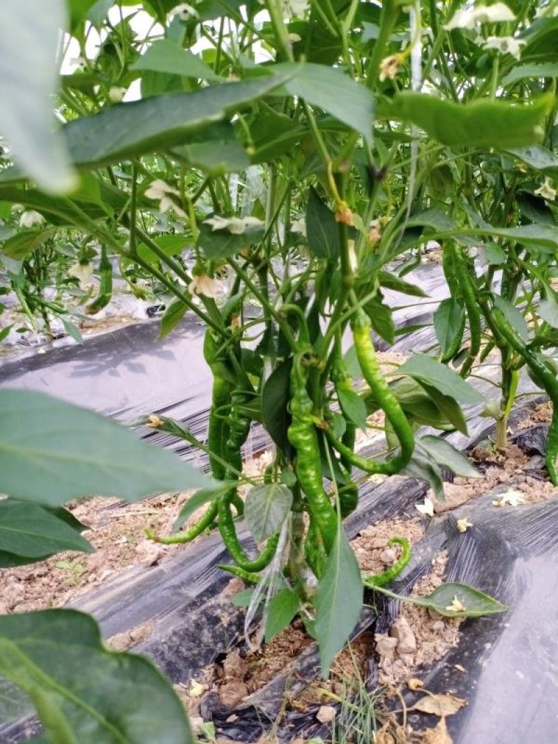 江西宁都绿缘蔬菜种植专业基地