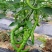 江西宁都绿缘蔬菜种植专业基地
