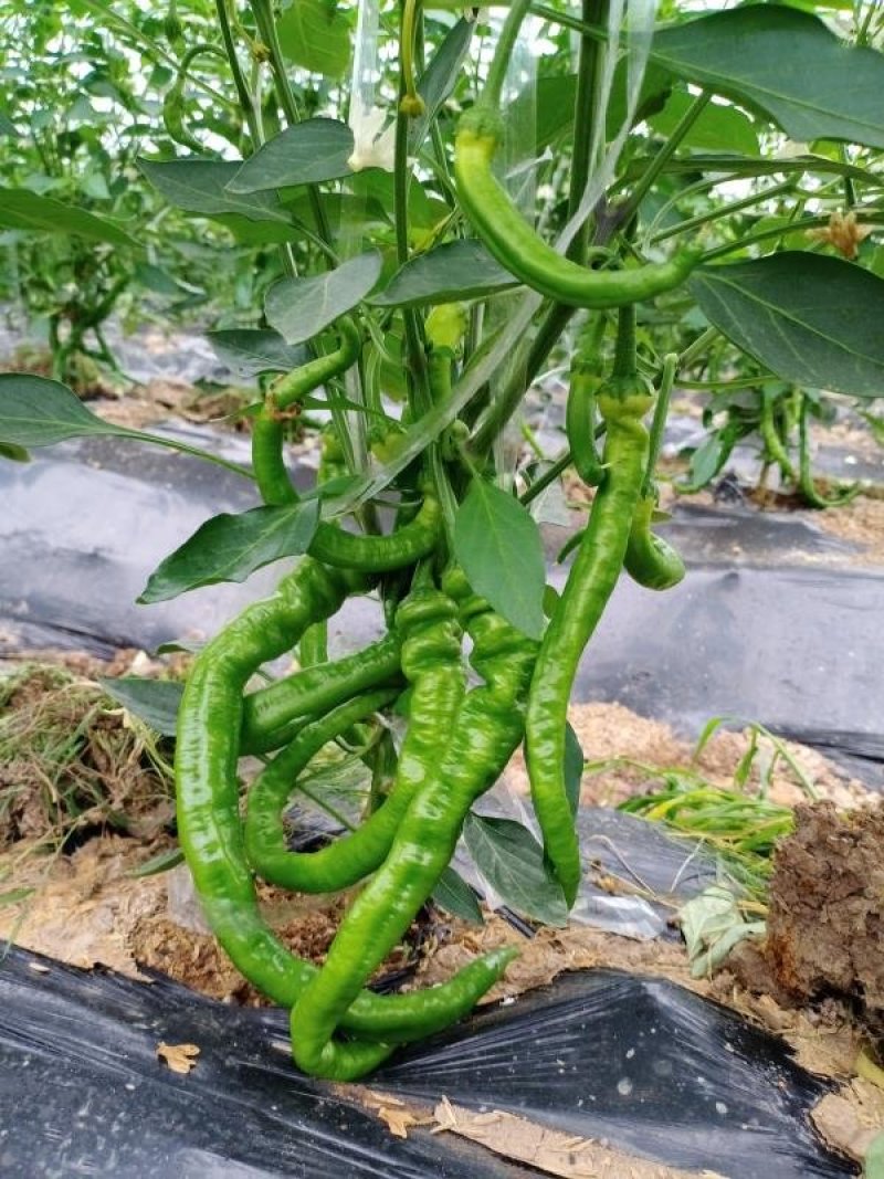 江西宁都绿缘蔬菜种植专业基地