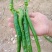 江西宁都绿缘蔬菜种植专业基地