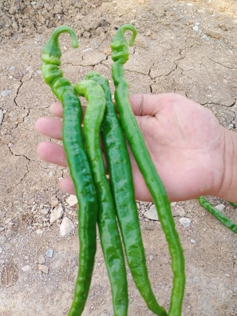 江西宁都绿缘蔬菜种植专业基地