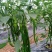 江西宁都绿缘蔬菜种植专业基地