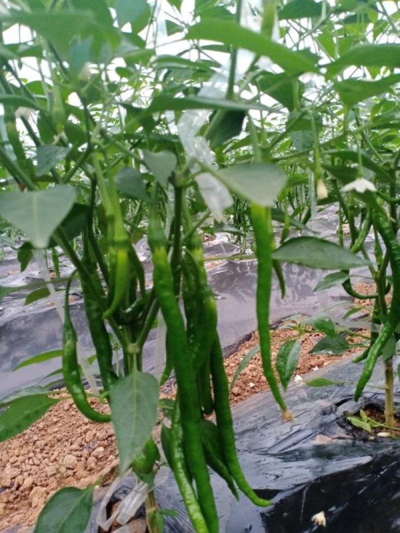 江西宁都绿缘蔬菜种植专业基地