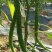 江西宁都绿缘蔬菜种植专业基地