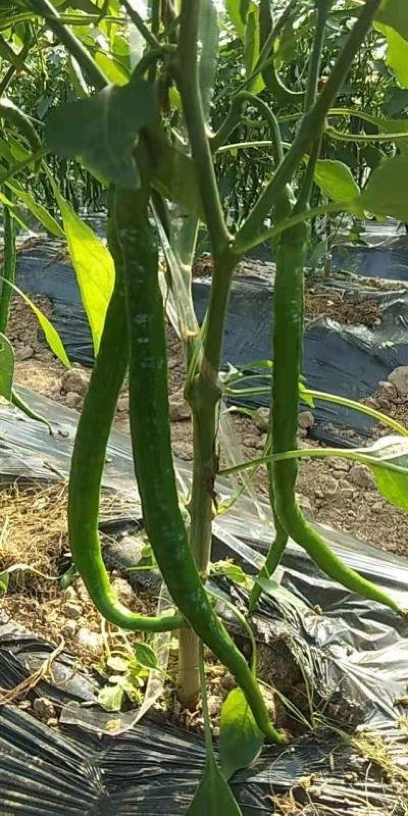 江西宁都绿缘蔬菜种植专业基地
