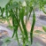 江西宁都绿缘蔬菜种植专业基地