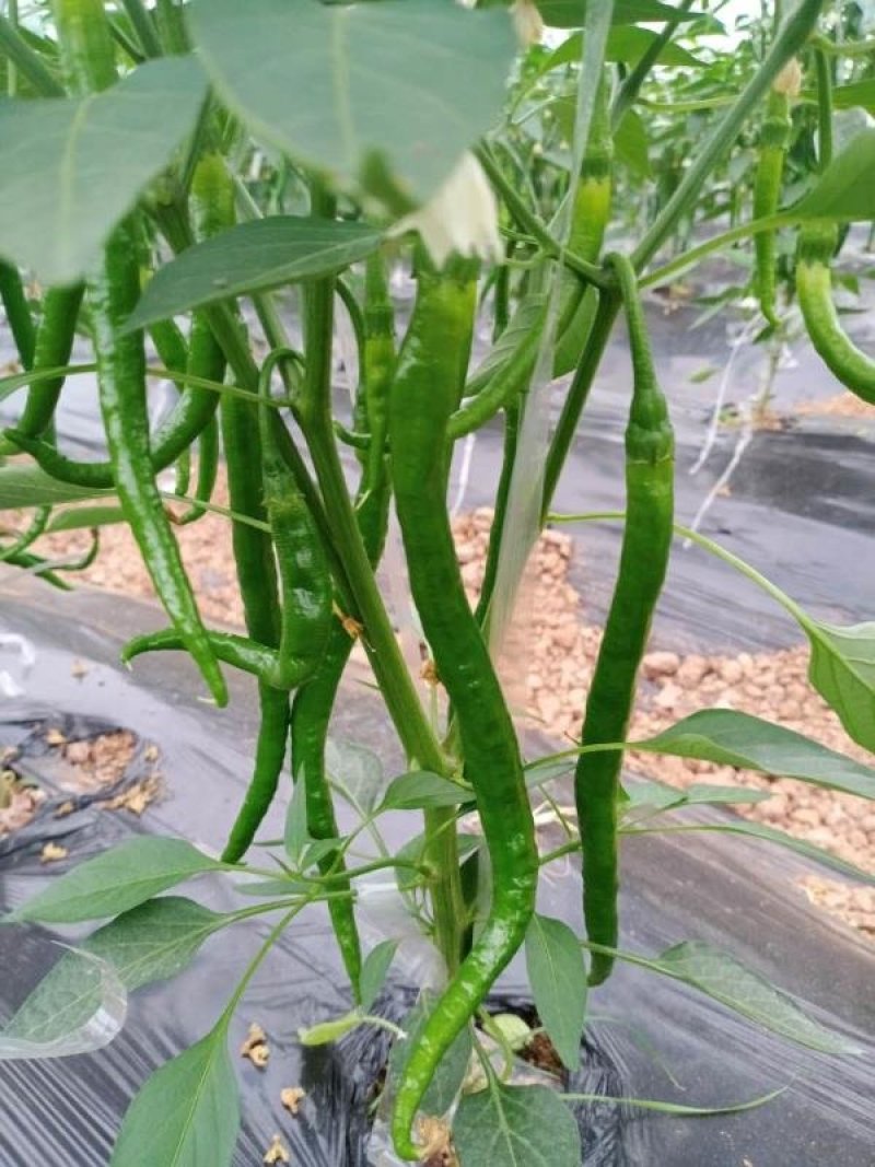 江西宁都绿缘蔬菜种植专业基地