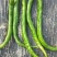 江西宁都绿缘蔬菜种植专业基地