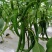 江西宁都绿缘蔬菜种植专业基地
