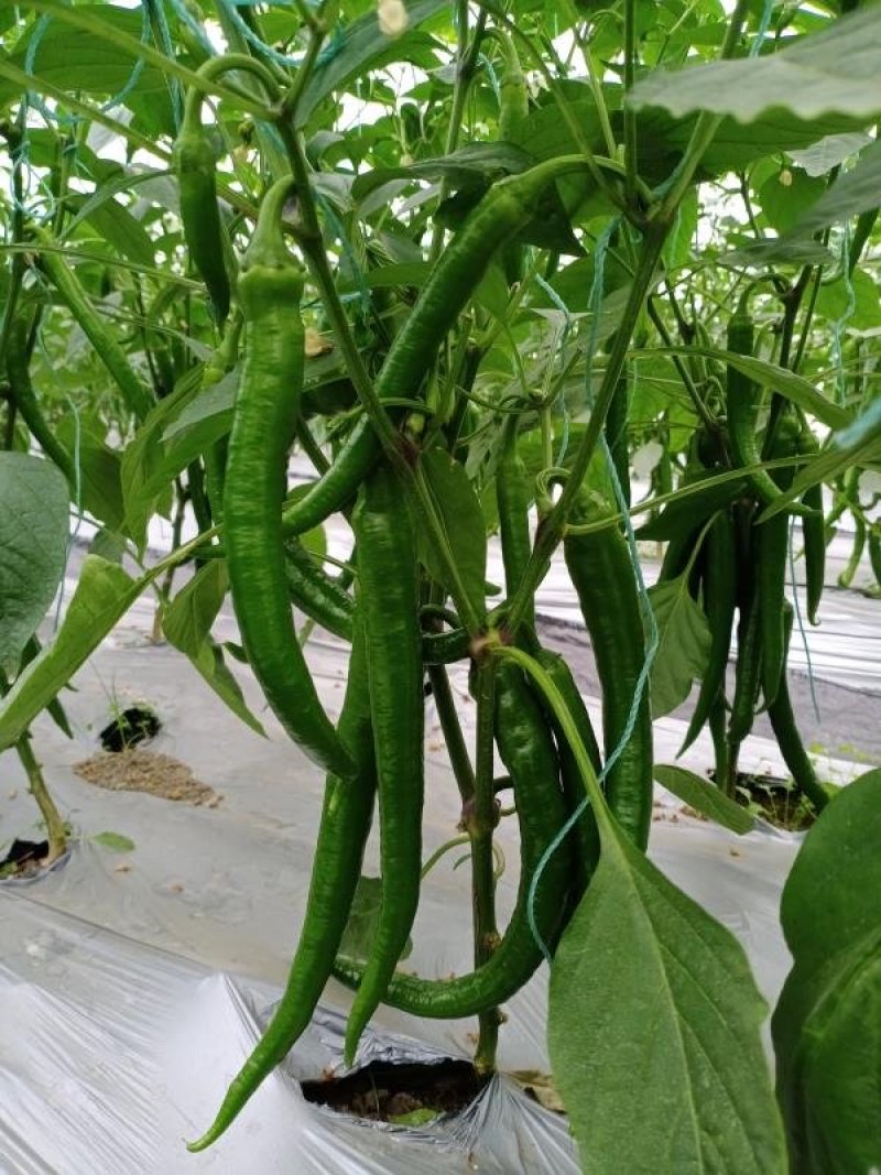 江西宁都绿缘蔬菜种植专业基地