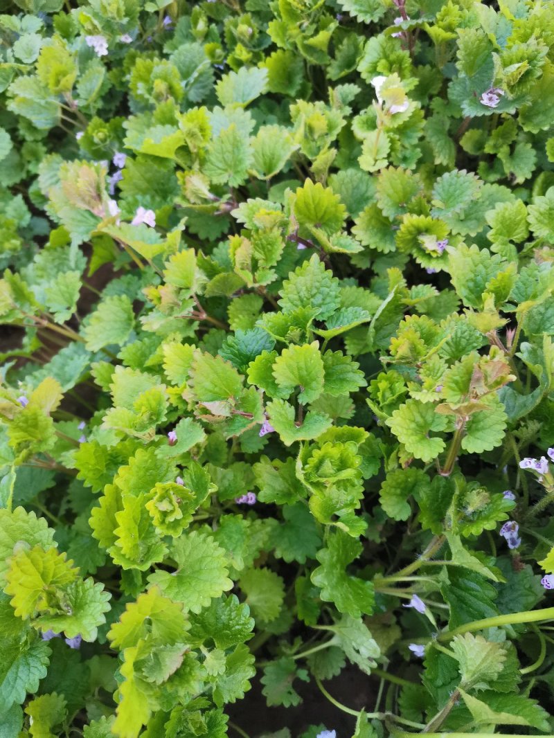 连钱草绿化苗木产地直发量大优惠
