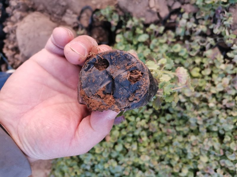 连钱草绿化苗木产地直发量大优惠