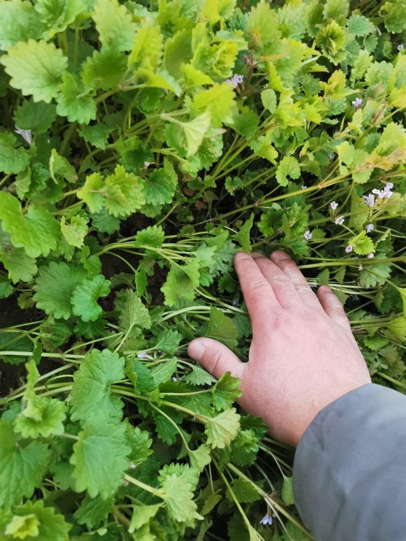 连钱草绿化苗木产地直发量大优惠