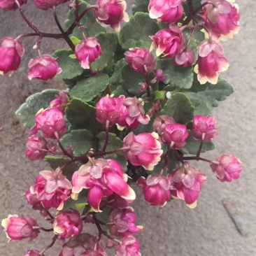 宫灯重瓣长寿花，130盆的基地直发，颜色鲜艳