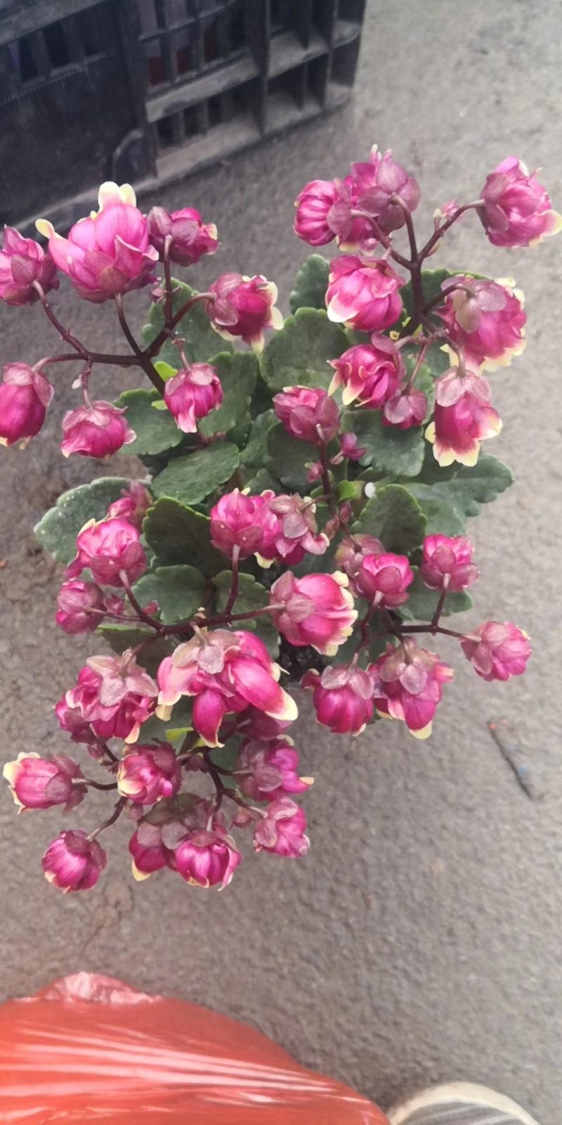 宫灯重瓣长寿花，130盆的基地直发，颜色鲜艳