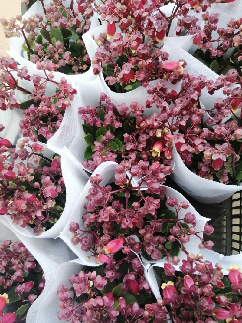 宫灯重瓣长寿花，130盆的基地直发，颜色鲜艳