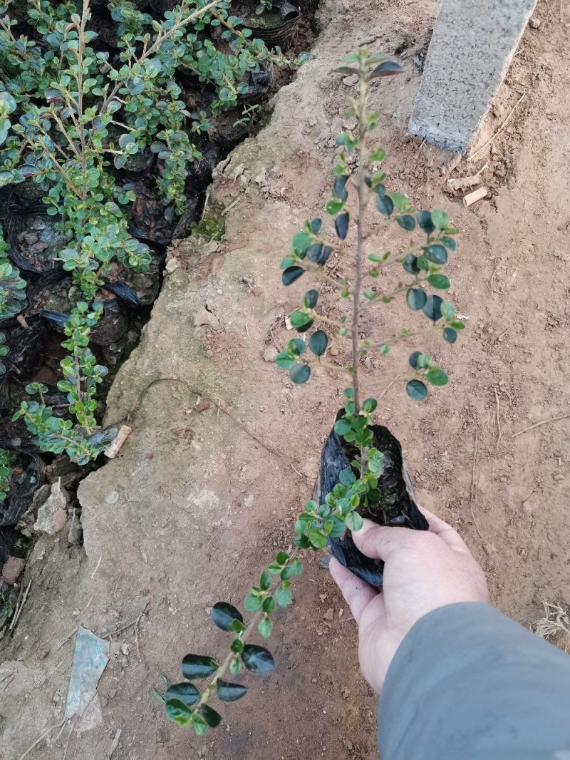 平枝栒子优质乔灌木产地直发欢迎实地看货