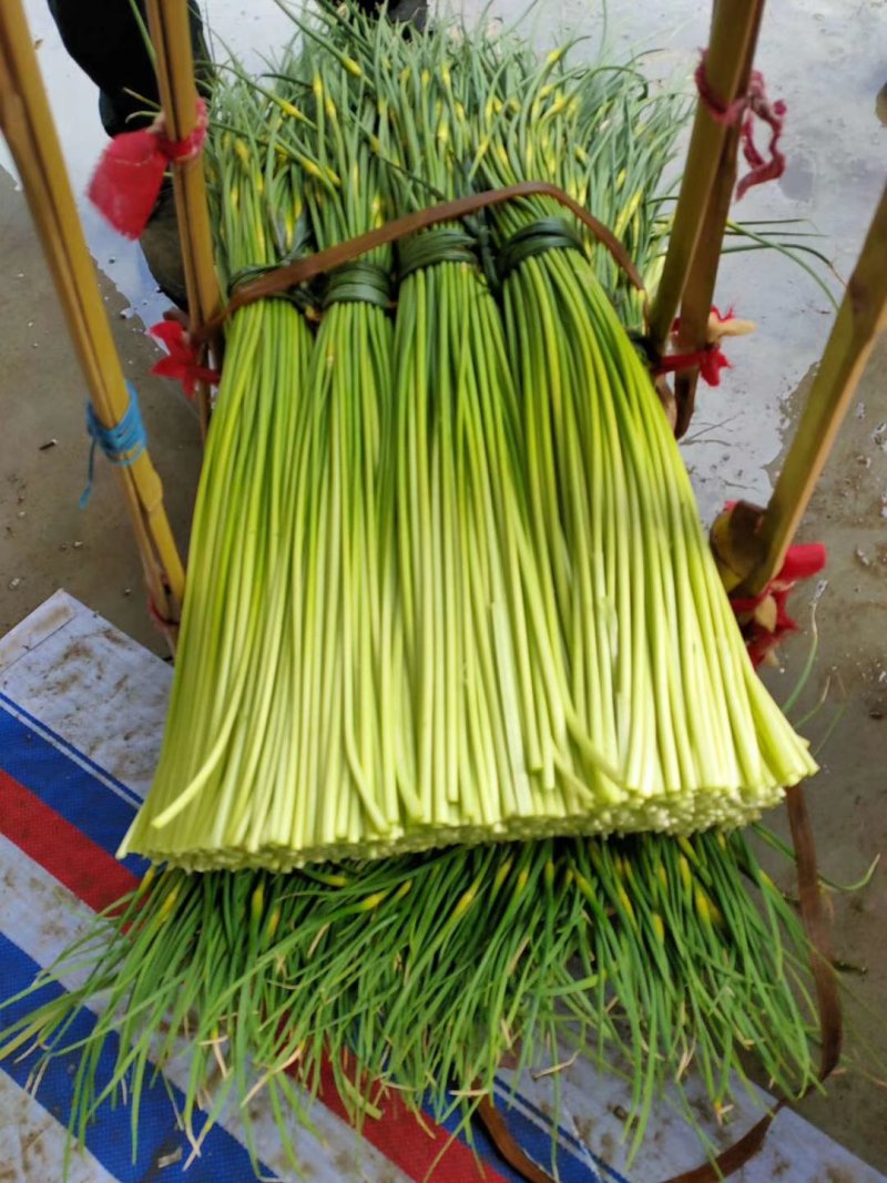 四川彭州：优质蒜苔大量上市了，色泽青绿！……
