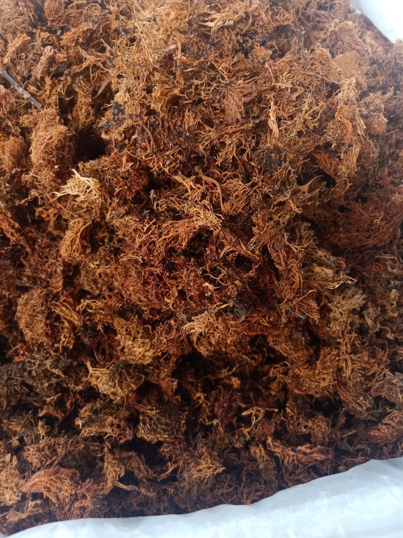云南普洱树花菜_大朵_云南招牌菜
