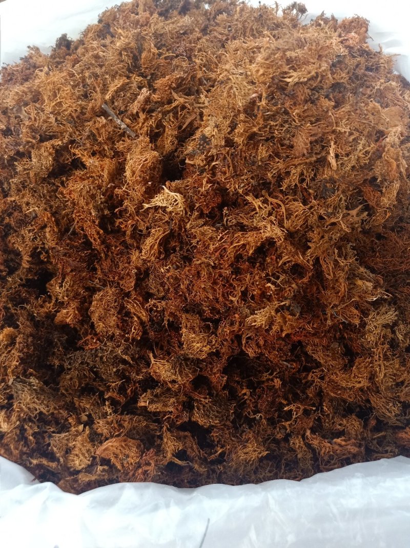 云南普洱树花菜_大朵_云南招牌菜