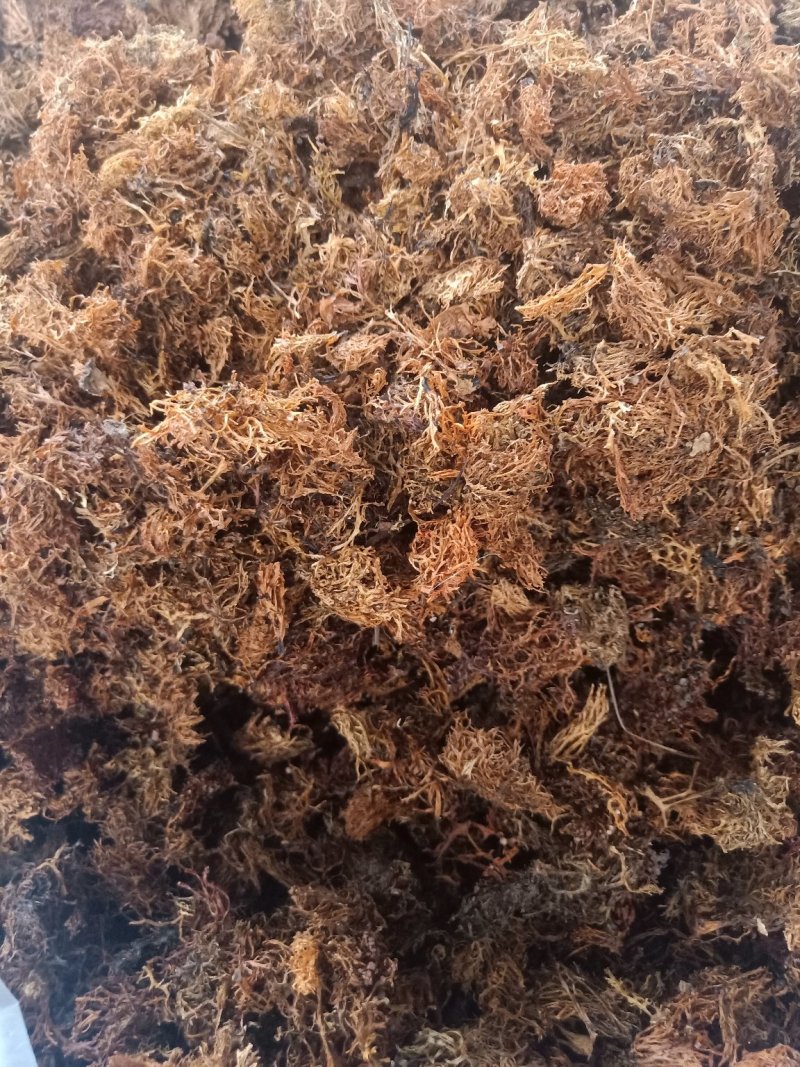云南普洱树花菜_大朵_云南招牌菜
