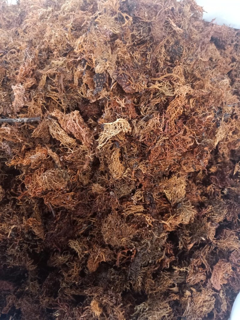 云南普洱树花菜_大朵_云南招牌菜