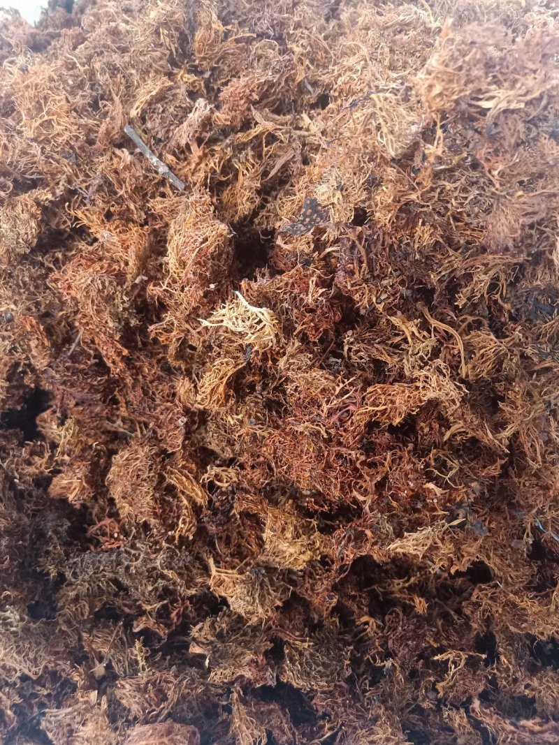云南普洱树花菜_大朵_云南招牌菜